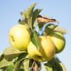 Bild saeulenapfel-goldlane-apfelbaum-hof-jeebel_14834.jpg