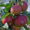 Bild saeulenapfel-starcats-apfelbaum_18039.jpg