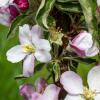 Bild saeulenapfel_goldcats_bluete_a_11905.jpg