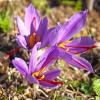 Bild safran-krokus-saffron-blumenzwiebeln-online-bestellen_17099.jpg