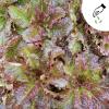 Bild salat-redbone-green-mundo_20271.jpg