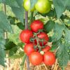 Bild salat-tomaten-sorte-tica-bio-saatgut_16313.jpg