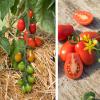 Bild salattomate-naama-bio-saat-hof-jeebel.jpg