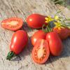 Bild salattomate-naama-hof-jeebel_14736.jpg