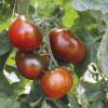 Bild salattomate-samen-revilla.jpg