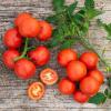 Bild salattomate-sorte-tica-bio-saatgut_12864.jpg