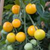 Bild salattomate_justens_gelbe_c_13316.jpg