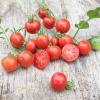 Bild salattomate_stupice_b_13321.jpg