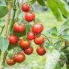 Bild salattomate_stupice_e_13322.jpg