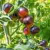 Bild salattomaten-indigo-rose-bio-saatgut_17238.jpg