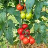 Bild salattomaten-sorte-tica-bio-saatgut_16314.jpg
