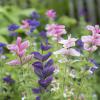 Bild salvia-viridis-buntschopfsalbei-biogartenversand_14429.jpg
