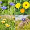 Bild samen-essbare-blueten_3939.jpg