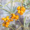 Bild sanddorn_orange_energy_b_14194.jpg