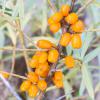 Bild sanddorn_orange_energy_c_14193.jpg