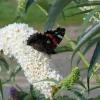 Bild schmetterlingsflieder-nanho-white-bio.jpg