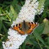 Bild schmetterlingsflieder-nanho-white.jpg
