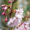 Bild schneekirsche_prunus_subhirtella_autumnalis_e_15693.jpg