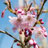 Bild schneekirsche_prunus_subhirtella_autumnalis_f_15691.jpg