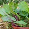 Bild: schnitt-rote-bete-pfluecksalat-jungpflanzen_17165.jpg 