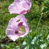 Bild schuettelmohn_planete_rouge_du_jura_a_12060.jpg