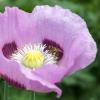 Bild schuettelmohn_planete_rouge_du_jura_d_12059.jpg
