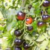 Bild schwarz-abreifende-tomaten-indigo-rose-bio-saatgut_11142.jpg
