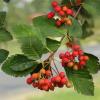 Bild schwedische-mehlbeere-sorbus-intermedia_17352.jpg