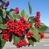 Bild schwedische-mehlbeeren-sorbus-intermedia_15269.jpg