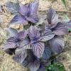 Bild: shiso-rot-perilla-asiagemuese-pflanze_21770.jpg 