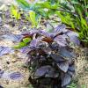 Bild: shiso-rot-perilla-asiagemuese_pflanze_21769.jpg 