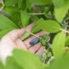 Bild sibirische-blaubeere-honigbeere-morena_20448.jpg
