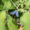 Bild sibirische-blaubeere_honigbeere-morena_20447.jpg