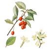 Bild silber-oelweide-elaeagnus-commutata.jpg