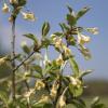 Bild silberoelweide-elaeagnus-commutata.jpg
