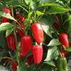 Bild snack-paprika-arwen-bio-saatgut.jpg