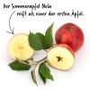 Bild: sommerapfel_nela-apfelbaum_19181.jpg 