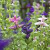 Bild sommerblume-buntschopfsalbei-salvia-viridis-hof-jeebel_14430.jpg