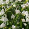 Bild sommerknotenblume-gravetye-giant-blumenzwiebel_15745.jpg