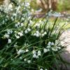 Bild sommerknotenblume-gravetye-giant_15744.jpg