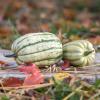 Bild sommerkuerbis_bush_delicata_b.jpg