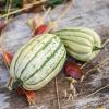 Bild sommerkuerbis_bush_delicata_c_12832.jpg
