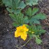 Bild sommerkuerbis_bush_delicata_d_12833.jpg