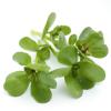 Bild sommerportulak-portulaca-oleracea-hof-jeebel.jpg