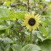 Bild: sonnenblume-italian-white-samen_4032.jpg 