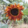 Bild sonnenblume-velvet-queen-hof-jeebel.jpg