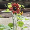 Bild sonnenblumen-velvet-queen-hof-jeebel_13302.jpg