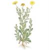 Bild speisechrysantheme_chrysanthemum_coronarium_a_16646.jpg