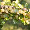 Bild stachelbeerpflanzen-gelb-hinnonmaeki_20449.jpg