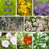 Bild staudensortiment-inspiration-blumenwiese_9058.jpg